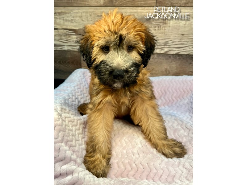 Soft Coated Wheaten Terrier - 5116 Image #4