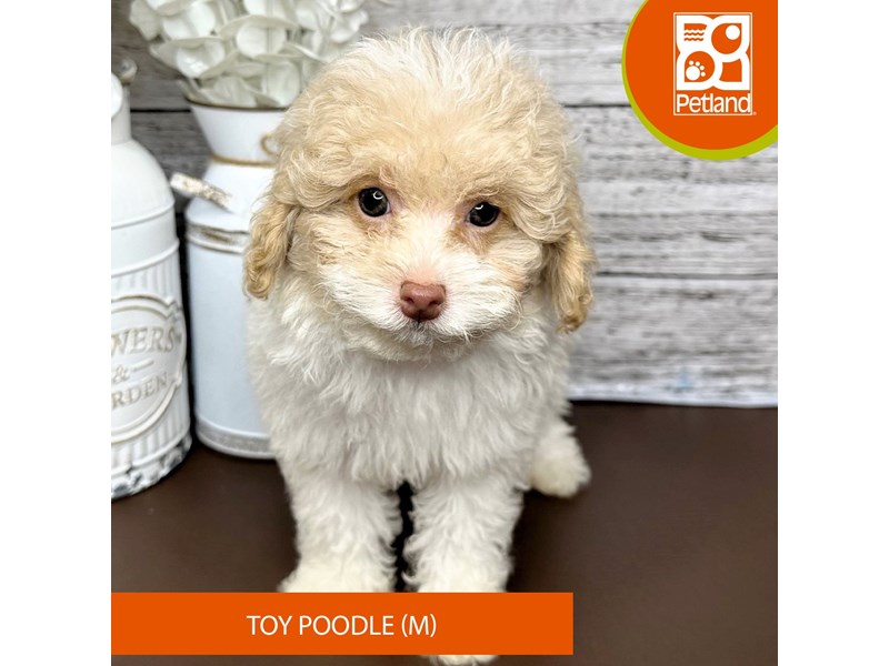 Toy Poodle - 15660 Image #2
