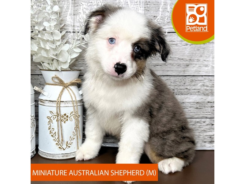 Miniature Australian Shepherd - 15653 Image #2