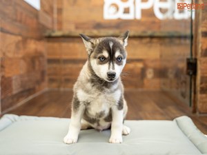 Dog for Adoption - Hank, a Siberian Husky in Woodstock, GA