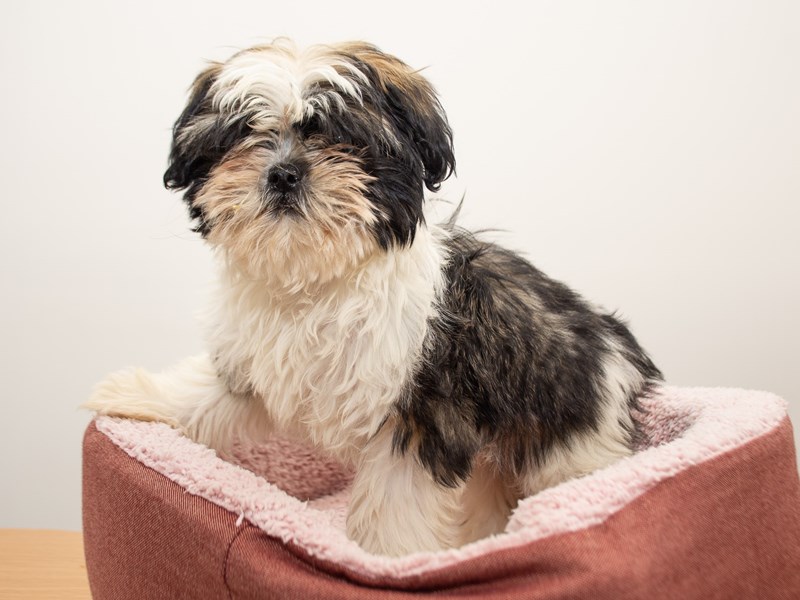 Shih Tzu