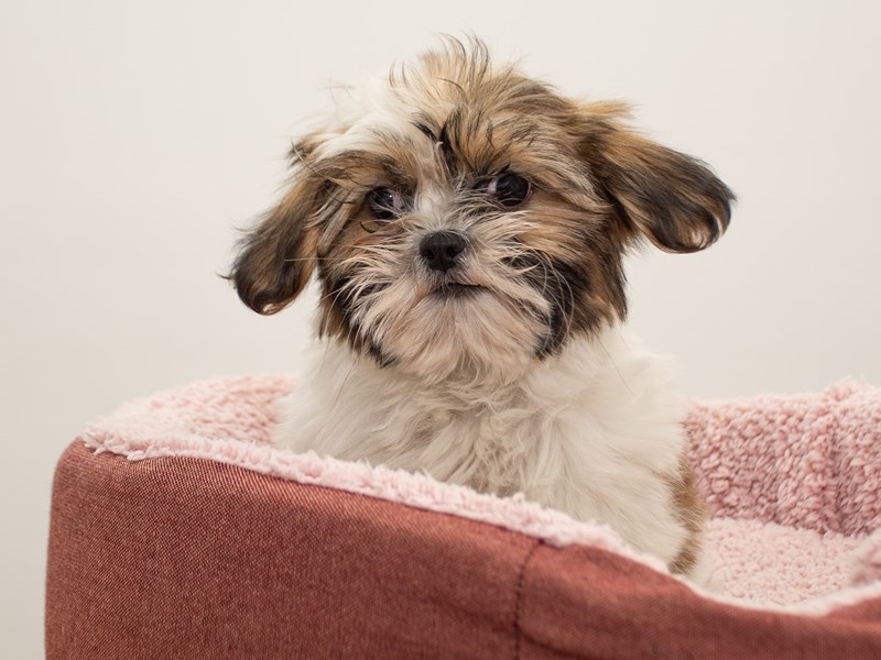 Shih Tzu