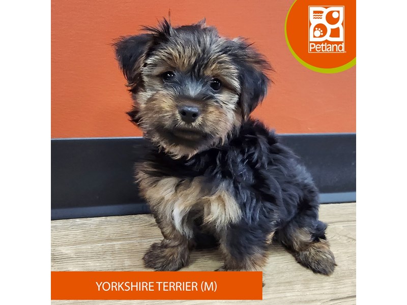 Yorkshire Terrier - 7368 Image #2