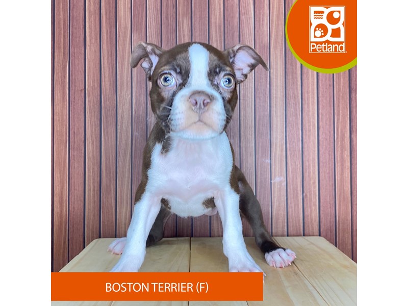 Boston Terrier - 2412 Image #2