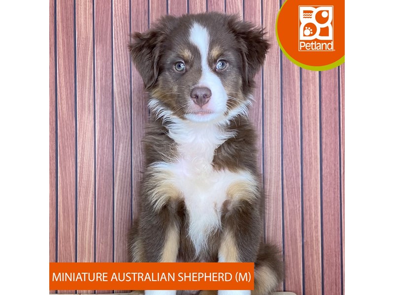 Miniature Australian Shepherd - 2432 Image #2