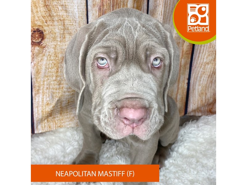 Neapolitan Mastiff - 2431 Image #2