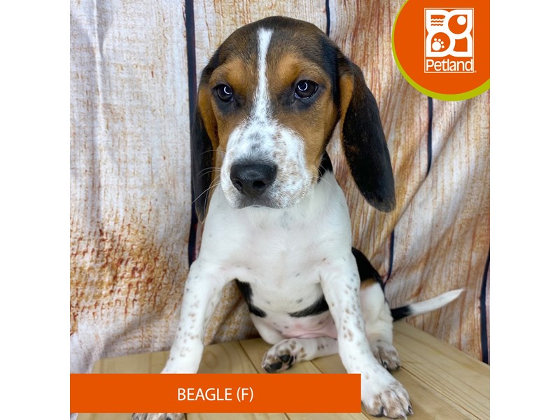 Beagle - 2429 Image #2