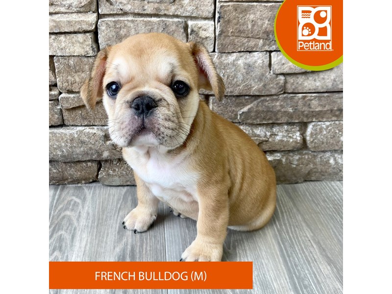 French Bulldog - 720 Image #2