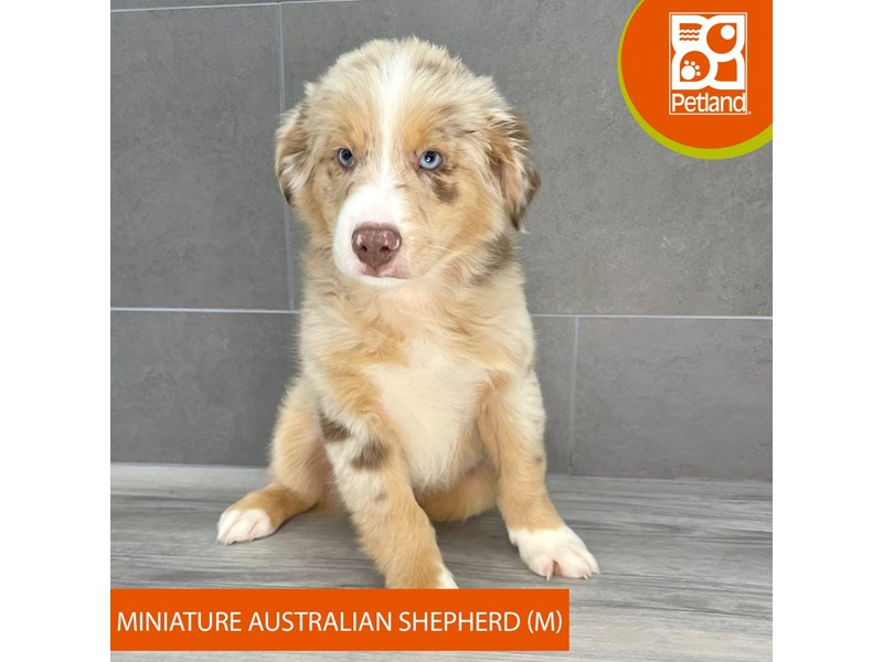 Miniature Australian Shepherd - 768 Image #2