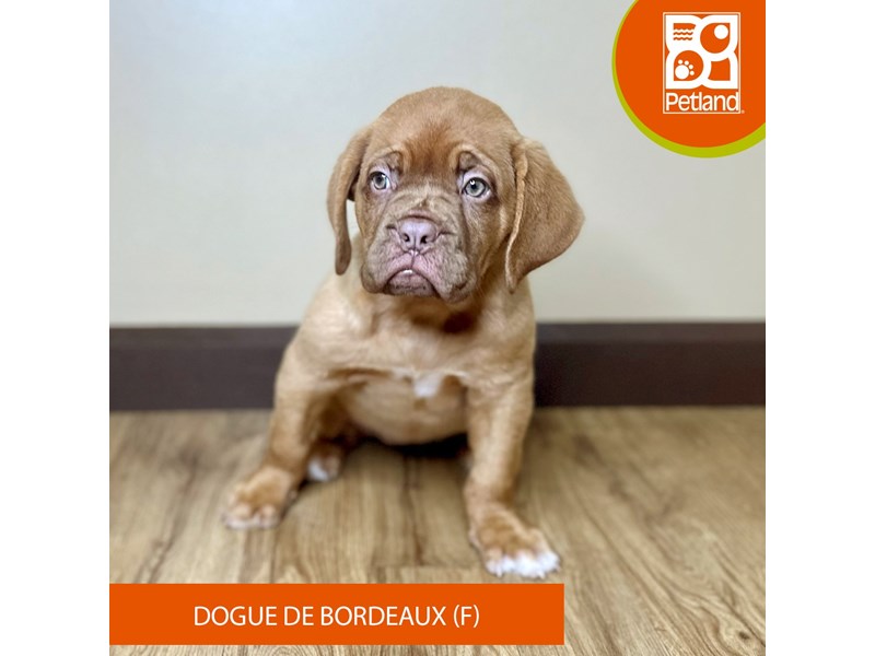 Dogue De Bordeaux - 15820 Image #2