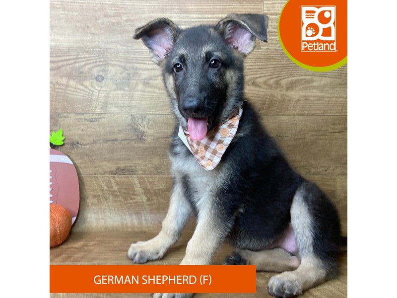 German Shepherd Dog - 9478 Image #2