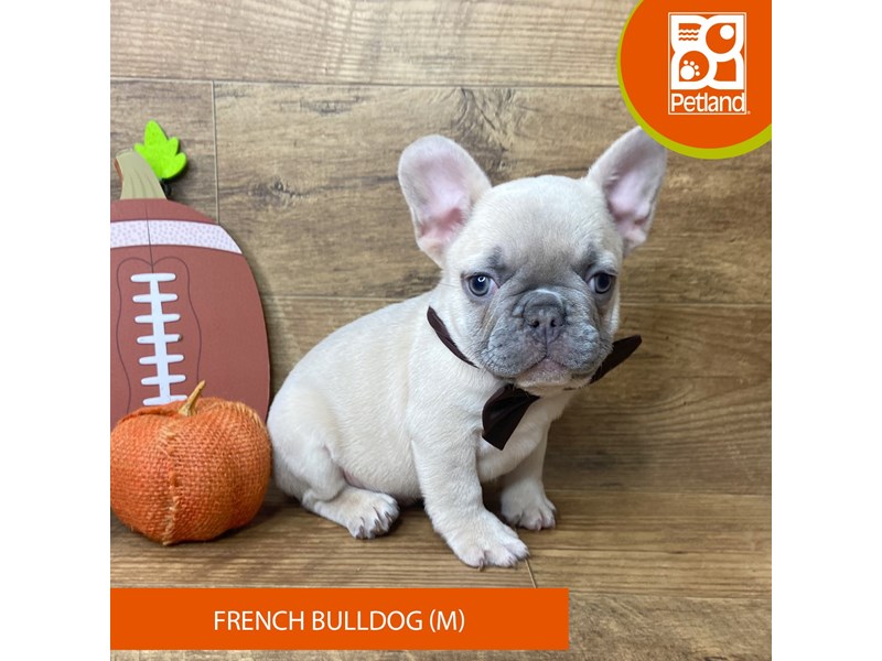 French Bulldog - 9477 Image #2