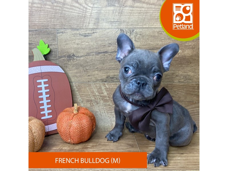 French Bulldog - 9476 Image #2