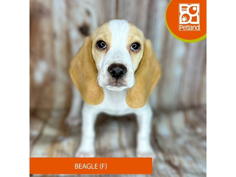 Beagle - 9113 Image #2