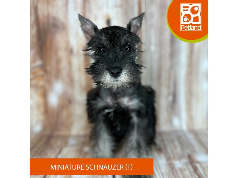 Miniature Schnauzer - 9145 Image #2