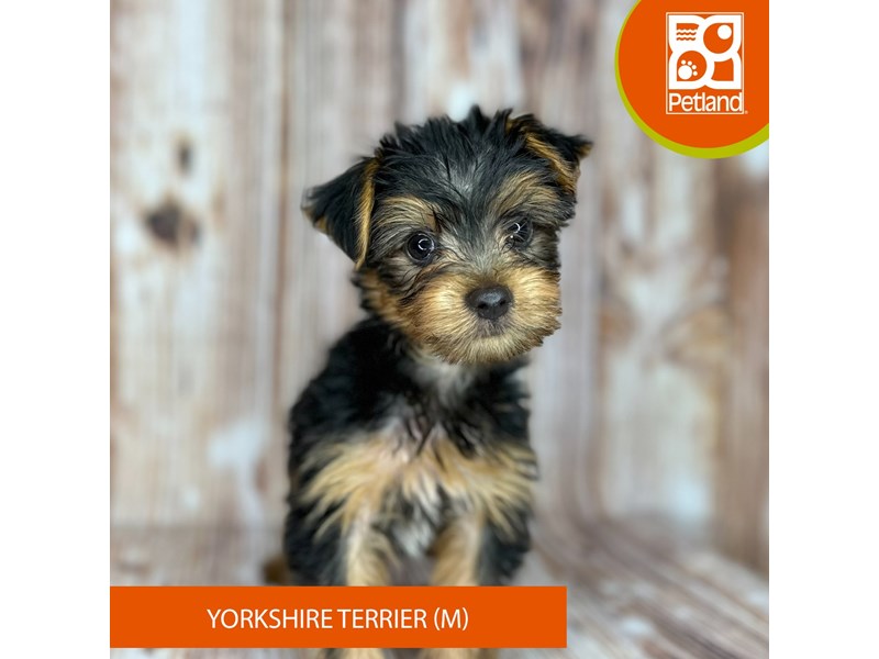 Yorkshire Terrier - 9139 Image #2