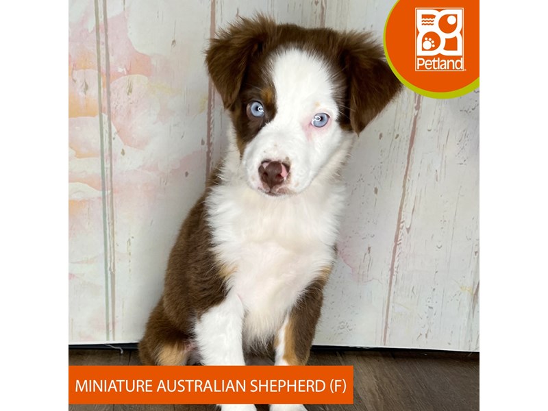 Miniature Australian Shepherd - 1340 Image #2