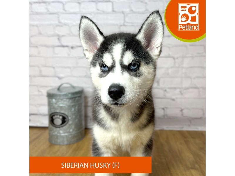 Siberian Husky - 16945 Image #2