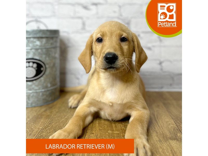 Labrador Retriever - 16942 Image #2