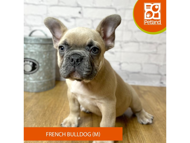 French Bulldog - 16936 Image #2