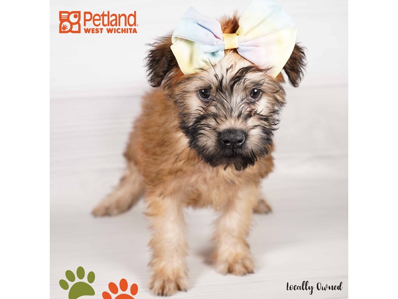 Soft Coated Wheaten Terrier - 2831 Image #3