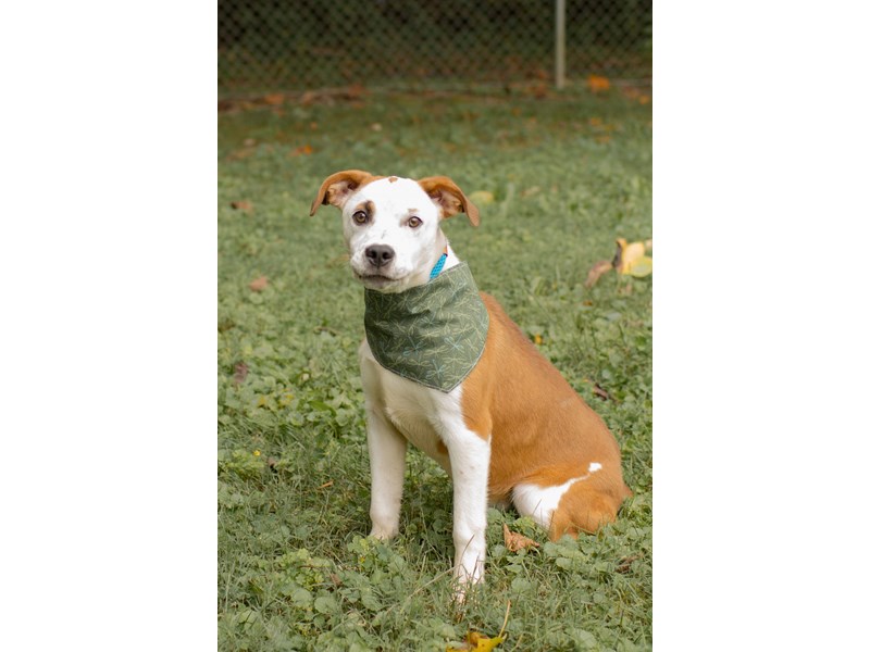 Red Heeler/Pit Bull-DOG-Female-White,Brown-4259243-img3