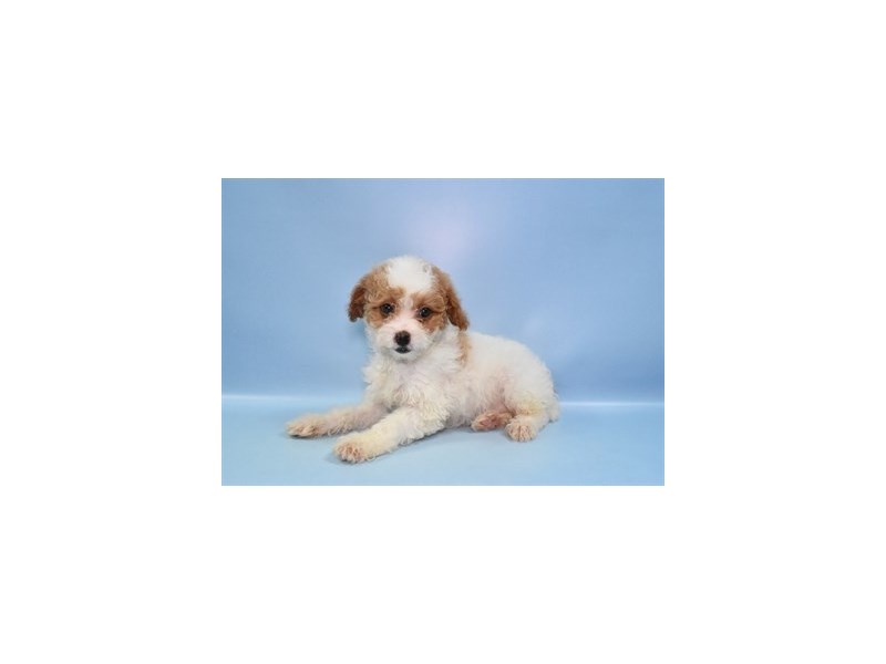 Miniature Poodle - 18188 Image #2