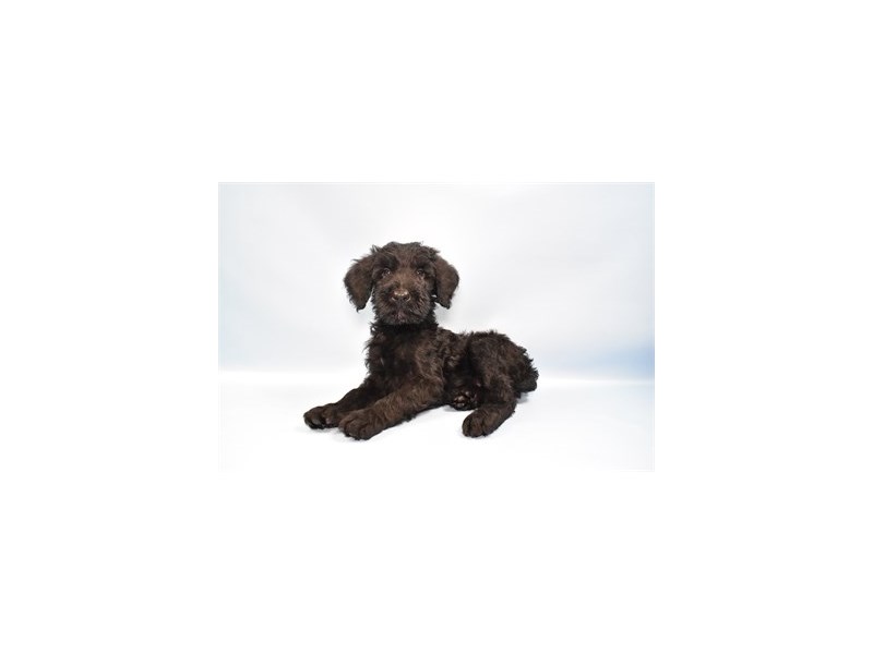 Giant Schnoodle - 23462 Image #2