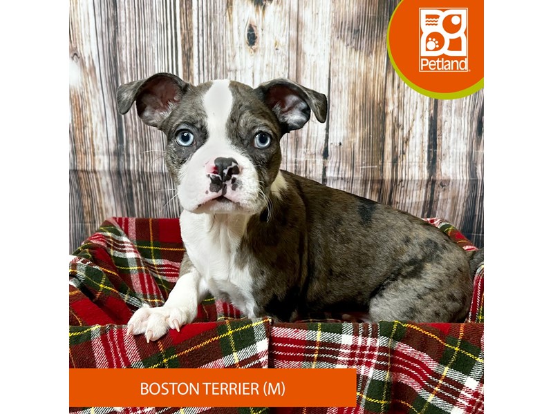 Boston Terrier - 18034 Image #2