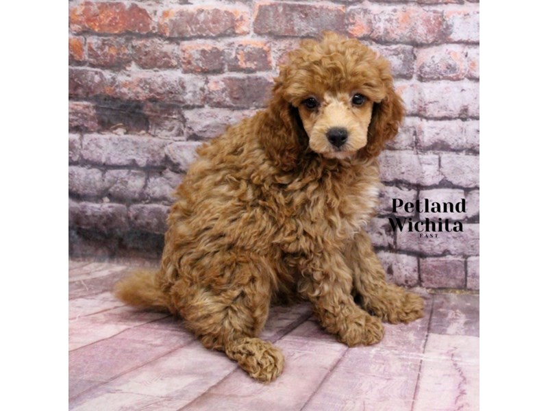 Poodle Toy - 18195 Image #2