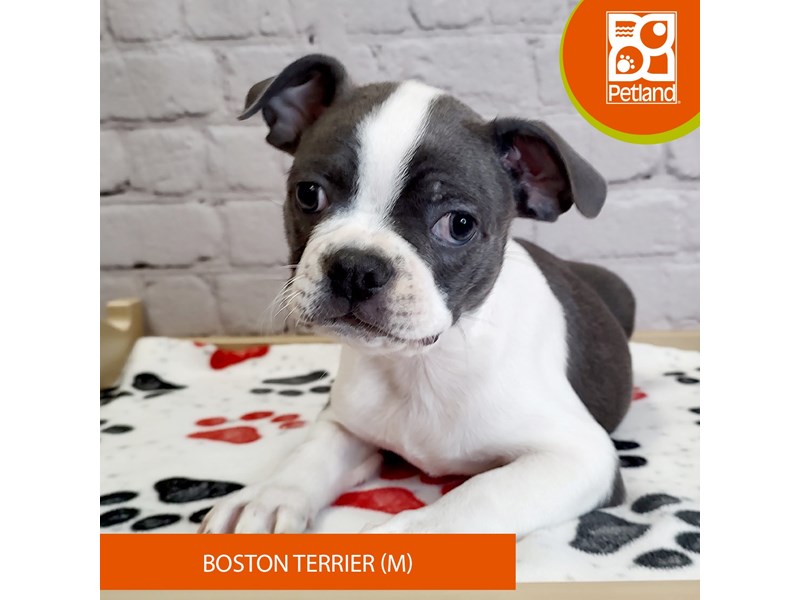 Boston Terrier - 3053 Image #2