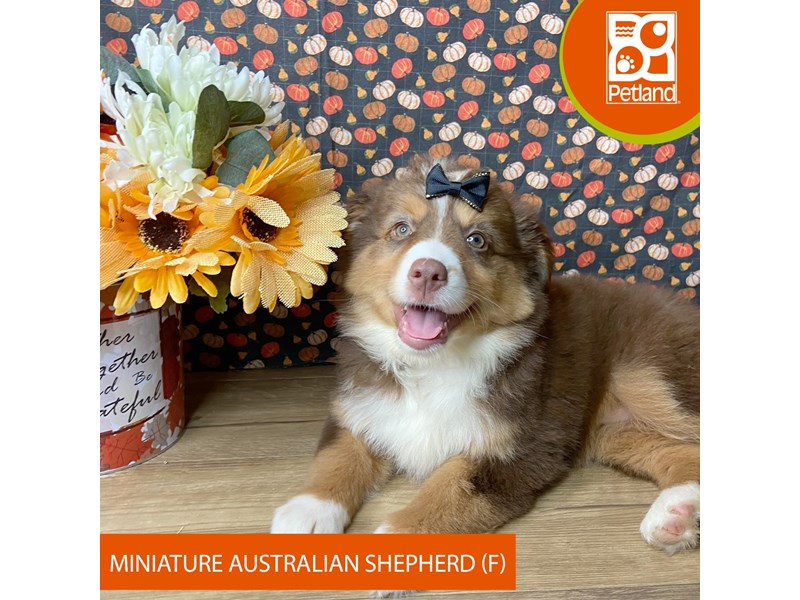 Miniature Australian Shepherd - 9491 Image #2