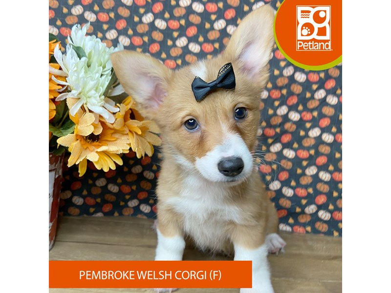 Pembroke Welsh Corgi - 9487 Image #2