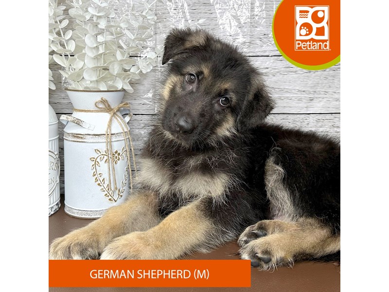 German Shepherd Dog - 15670 Image #2