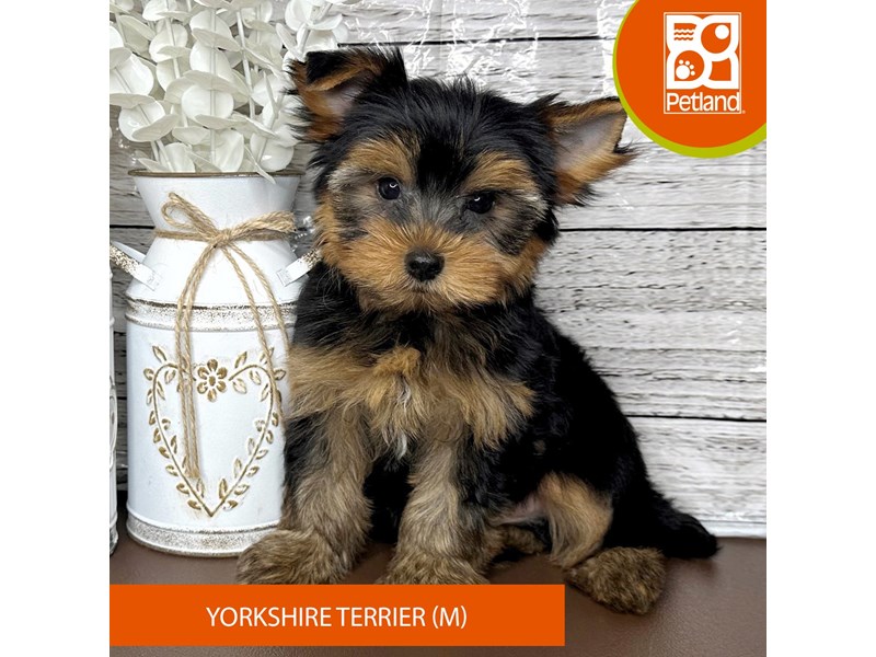 Yorkshire Terrier - 15666 Image #2