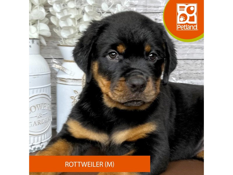 Rottweiler - 15665 Image #2