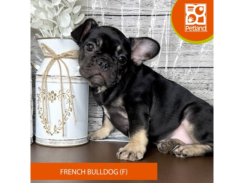 French Bulldog - 15663 Image #2