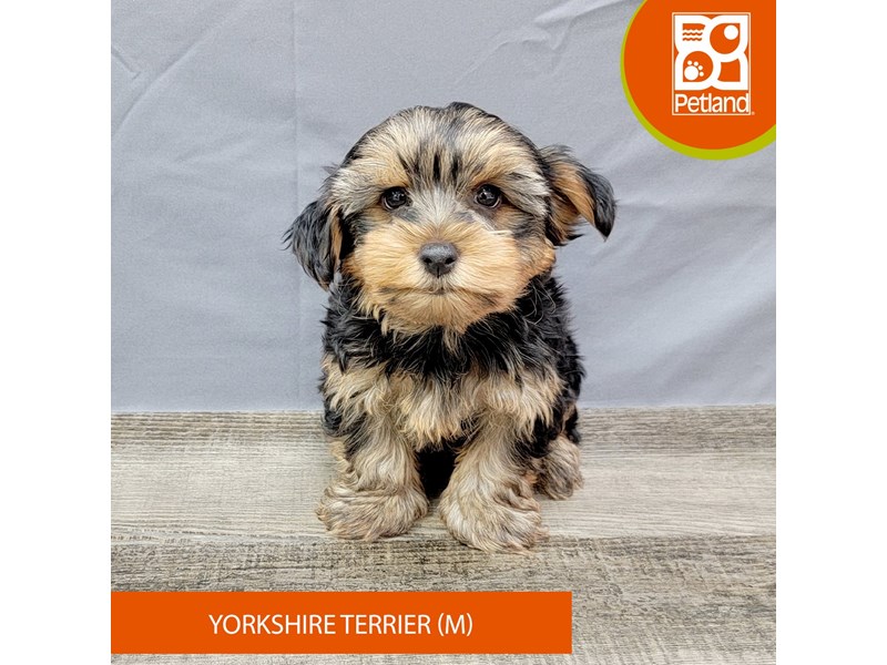 Yorkshire Terrier - 2026 Image #2