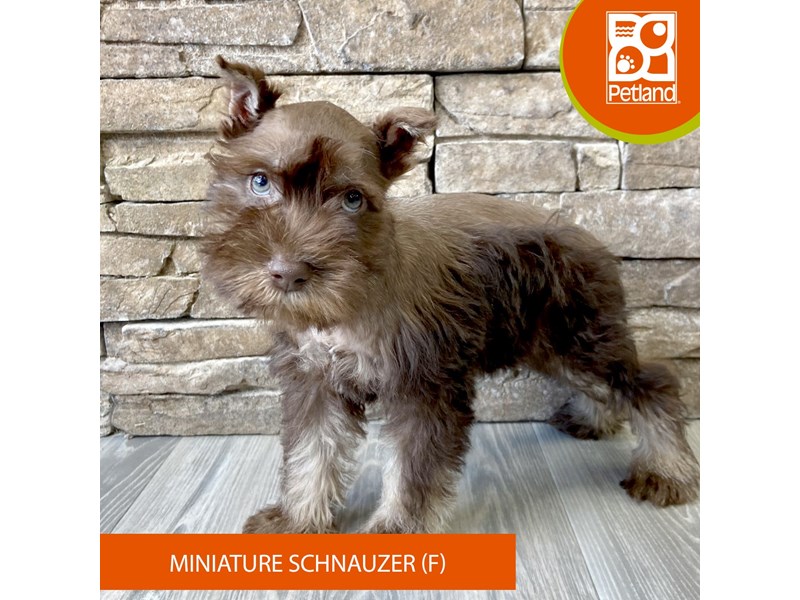 Miniature Schnauzer - 729 Image #2