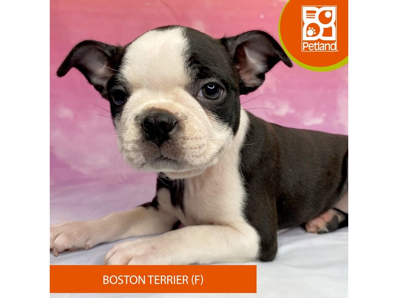 Boston Terrier - 3291 Image #2