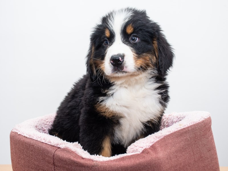 Bernese Mountain Dog