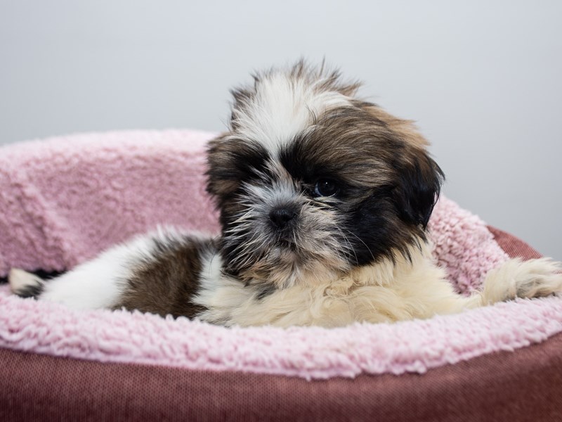 Shih Tzu