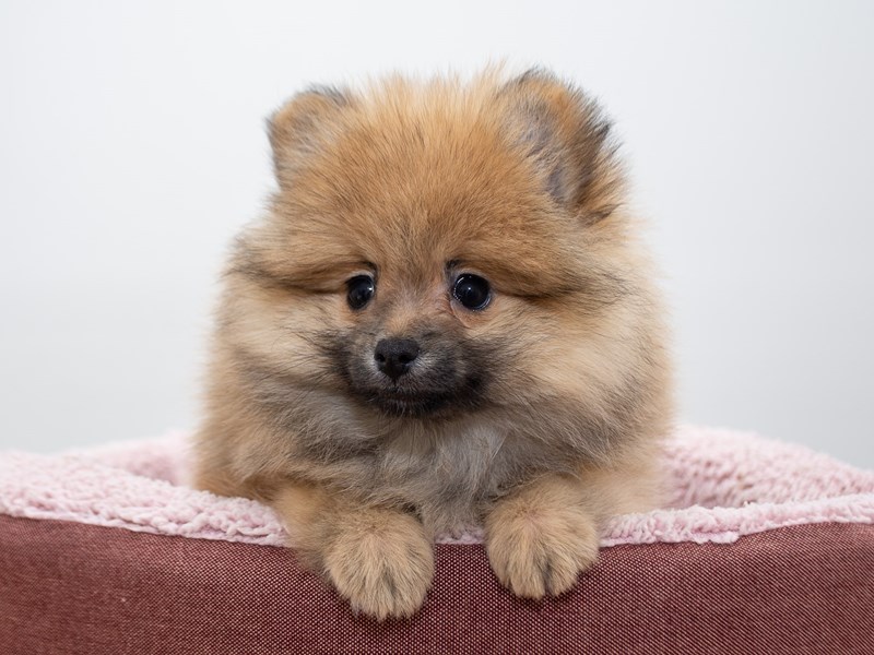 Pomeranian