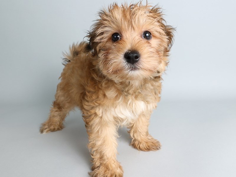 [#13833] Gold Male Morkie Puppies For Sale #1