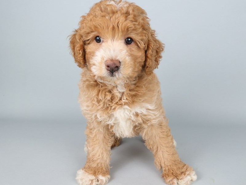 [#13826] Red Male Miniature Poodle Puppies For Sale #1