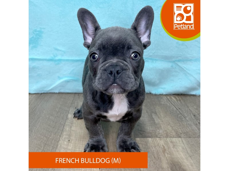 French Bulldog - 2697 Image #2