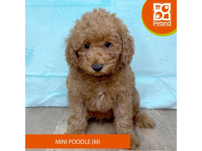 Poodle Mini - 2691 Image #2