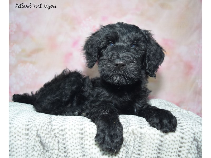 Giant Schnoodle - 23462 Image #3