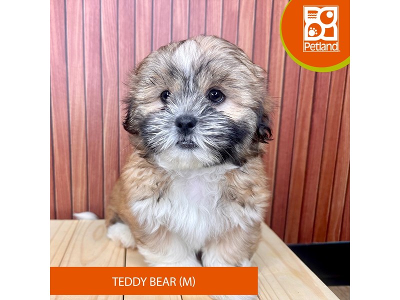 Teddy Bear - 2439 Image #2