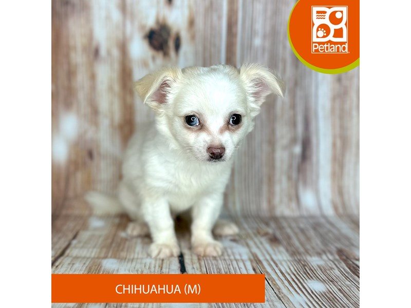 Chihuahua - 9147 Image #2